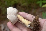 Tylopilus felleus image