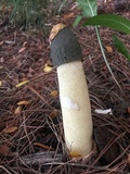 Phallus hadriani image