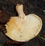 Panellus pusillus image