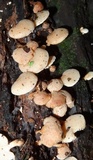 Panellus pusillus image