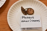 Pluteus saupei image