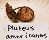 Pluteus saupei image