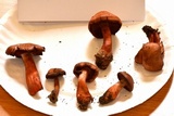 Cortinarius rubripes image