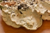 Oxyporus populinus image