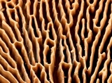 Daedalea quercina image