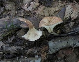 Gloeocantharellus purpurascens image