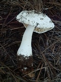 Amanita baccata image