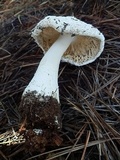 Amanita baccata image