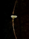 Mycena chusqueophila image