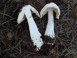 Amanita baccata image