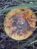 Amanita cochiseana image