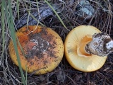 Amanita cochiseana image