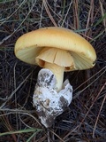 Amanita cochiseana image