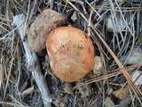 Leccinum vulpinum image