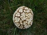 Lycoperdon utriforme image