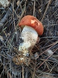 Leccinum vulpinum image
