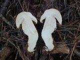 Leccinum vulpinum image