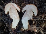 Leccinum vulpinum image