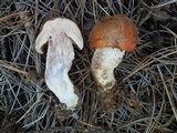 Leccinum vulpinum image