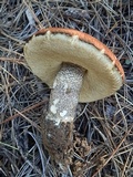 Leccinum vulpinum image