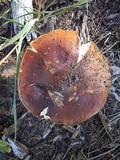 Boletus rubriceps image