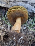 Boletus rubriceps image