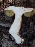 Boletus rubriceps image