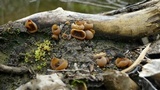 Peziza pseudosylvestris image