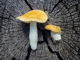 Russula lutea image