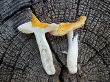 Russula lutea image