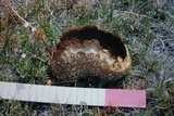 Lycoperdon utriforme image