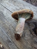 Lactarius rubrilacteus image