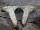 Lactarius rubrilacteus image