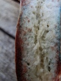 Lactarius rubrilacteus image