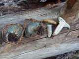 Lactarius rubrilacteus image