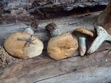 Lactarius rubrilacteus image