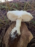 Amanita baccata image