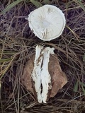 Amanita baccata image