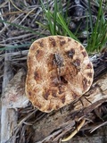 Gomphus kauffmanii image