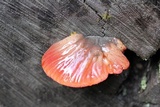 Fistulina antarctica image