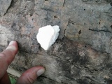 Tyromyces chioneus image