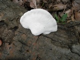 Tyromyces chioneus image