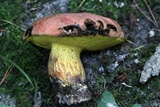 Boletus speciosus image