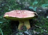 Boletus speciosus image