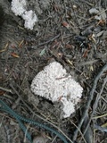Ramaria botrytis image