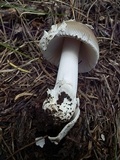 Amanita sect. Vaginatae image