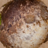 Ligiella rodrigueziana image