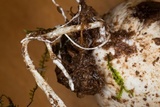 Ligiella rodrigueziana image