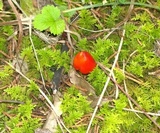 Hygrocybe acutoconica image