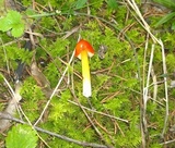 Hygrocybe acutoconica image